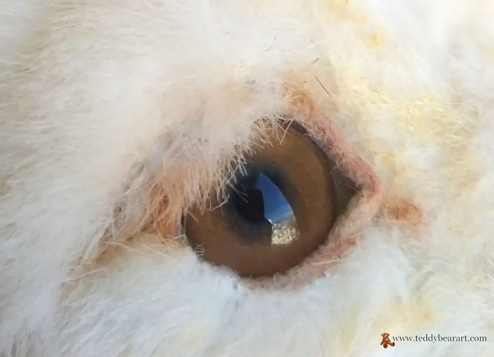 How to Make Teddy Bear Eyelashes and Eye Whites