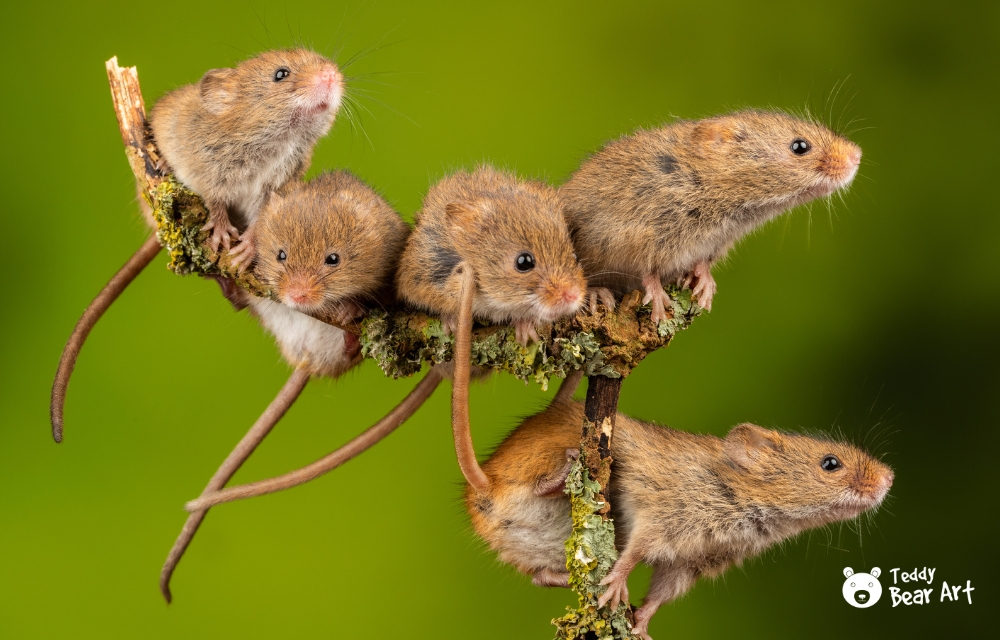 How to Get Inspired to Make Teddy Bears